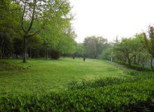 草坪[草本植物]