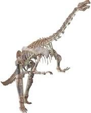 短棘南雄龍 短棘南雄龍