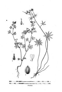 球根老鸛草 球根老鸛草