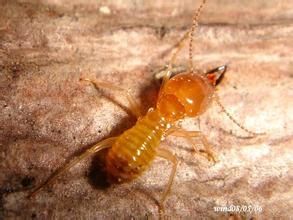 鼻白蟻科 鼻白蟻科