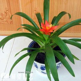 紅運當頭[鳳梨科植物]