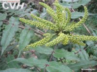 細齒十大功勞 細齒十大功勞