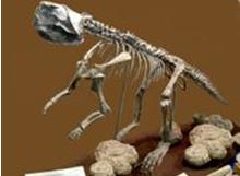 鸚鵡嘴龍骨骸 