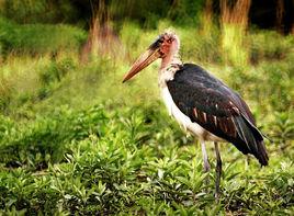 非洲禿鸛 非洲禿鸛