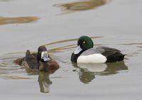 斑背潛鴨 斑背潛鴨