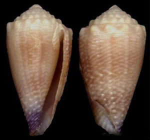 博格芋螺 博格芋螺