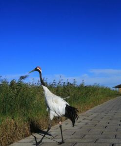 黑龍江扎龍國家級自然保護區
