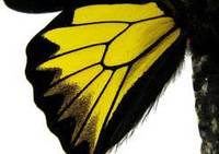 菲律賓裳鳳蝶(雄後翅正面)