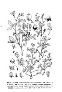 元江豬屎豆 元江豬屎豆