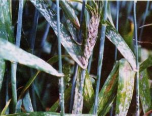 布氏白粉菌屬 布氏白粉菌屬