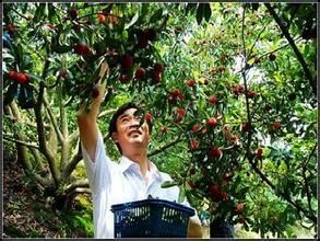 菜樹店村 菜樹店村