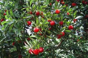 矮楊梅冬青 矮楊梅冬青