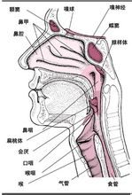 嗓子結構圖