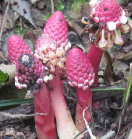 深山不出頭[蛇菰目蛇菰科植物]