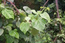 翼莖白粉藤 翼莖白粉藤