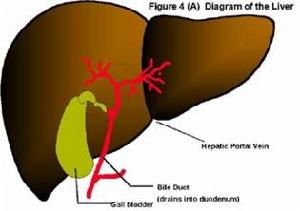（圖）肝臟類癌