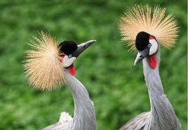 安徽省政府關於保護野生珍貴動物和稀有樹種的布告 安徽省政府關於保護野生珍貴動物和稀有樹種的布告