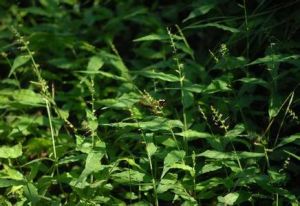 狹葉求米草 狹葉求米草