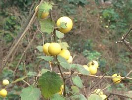 彎柄刺天茄 彎柄刺天茄