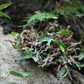 堯山金釵石斛 堯山金釵石斛