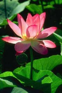 大小乘之別 大小乘之別