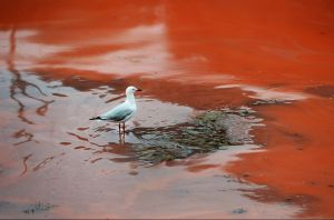 澳大利亞悉尼海岸紅藻泛濫 爆發赤潮