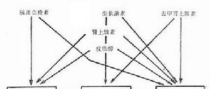 酮體酸中毒 酮體酸中毒
