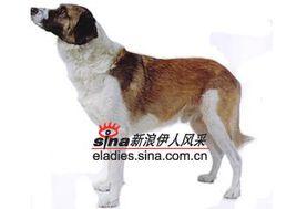 葡萄牙守衛犬 葡萄牙守衛犬