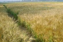 河南省大麥新品種聯合區域試驗