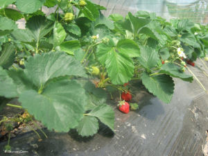 天地農業生態園 天地農業生態園