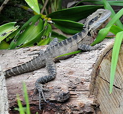 橫紋長鬣蜥 橫紋長鬣蜥