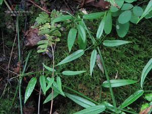 小葉茜草 小葉茜草