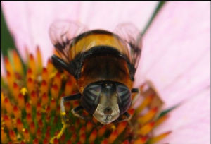 超級蜜蜂 超級蜜蜂