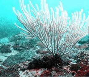 中華小尖柳珊瑚