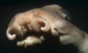 湯普森腔吻鱈 湯普森腔吻鱈