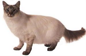 朱古力色虎斑重點色貓 朱古力色虎斑重點色貓