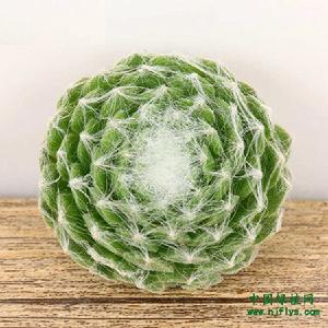 蛛絲卷娟多肉植物