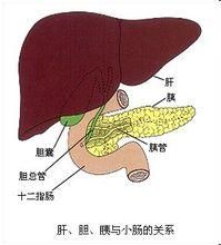 肝脾腫大 肝脾腫大