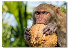 monkey[猴子]