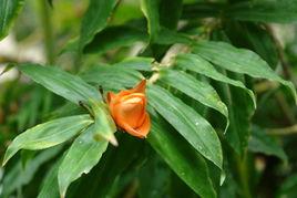 菲島藤露兜 菲島藤露兜