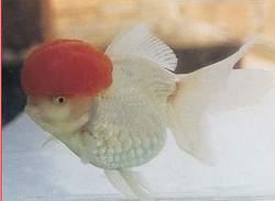 高頭鶴頂紅 高頭鶴頂紅