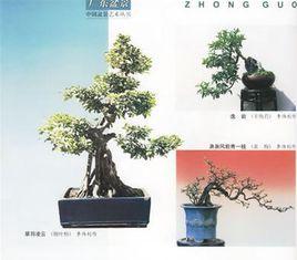 廣東盆景 廣東盆景