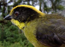 三色藪雀 三色藪雀