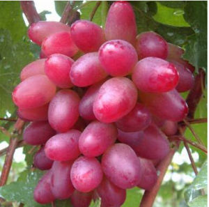 金田美指 金田美指