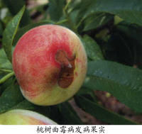 桃樹麴黴病 桃樹麴黴病