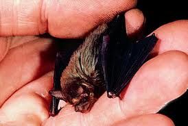 大耳凹臉蝠 大耳凹臉蝠