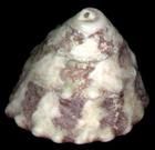 細紋鐘螺 細紋鐘螺