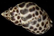 婆羅洲鳳螺 婆羅洲鳳螺