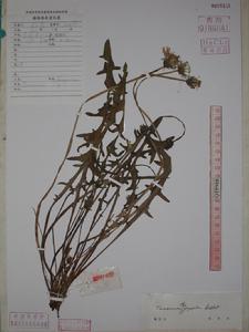 反苞蒲公英 反苞蒲公英