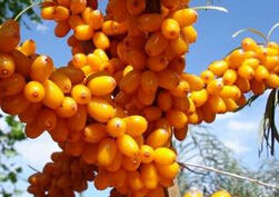 大同沙棘 大同沙棘